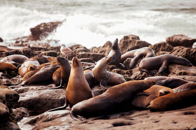 High angle view of sea lion on beach