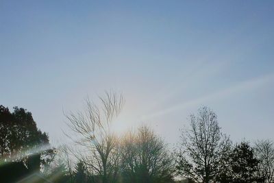 Low angle view of trees against sky