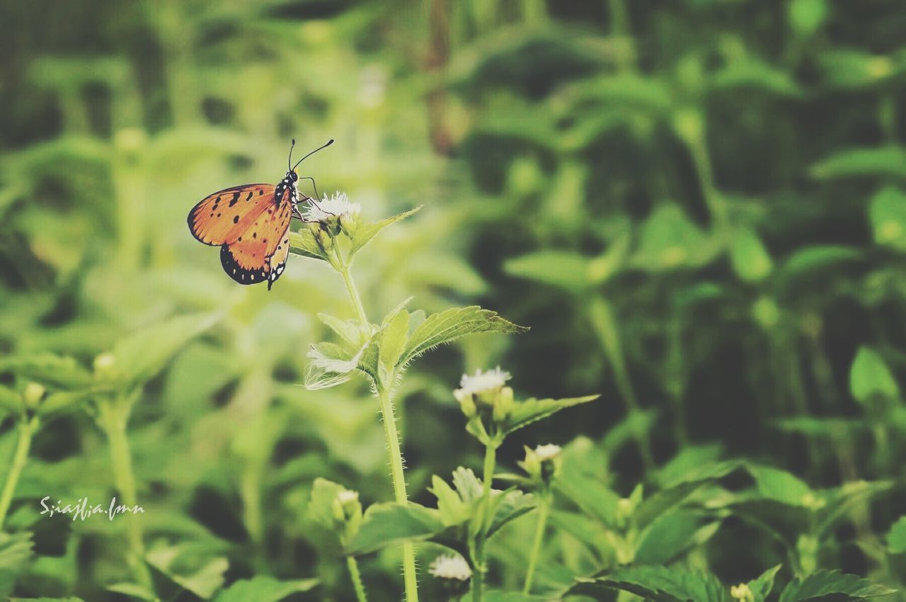 insect, animal themes, animals in the wild, one animal, wildlife, leaf, plant, close-up, green color, focus on foreground, nature, growth, butterfly - insect, beauty in nature, selective focus, day, outdoors, butterfly, no people, animal markings