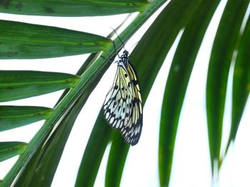 Close-up of butterfly on leaf