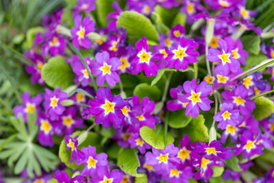 Close-up of purple flowering plants in park