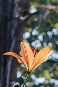 Close-up of flower blooming outdoors