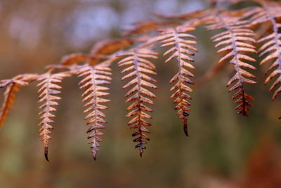 Close-up of leaves on twig