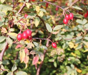 Close-up of berries on branch