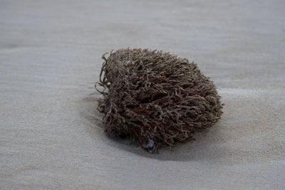 Close-up of ocean drift on sand