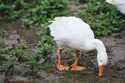 Duck at lakeshore