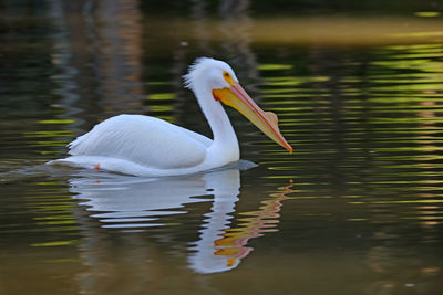 Pelican swimming in lake