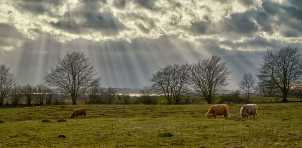 Horses grazing in a field