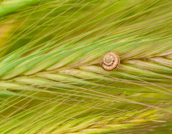 Close-up of snail on plant