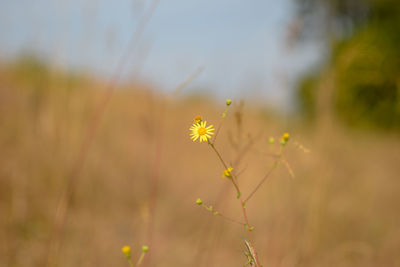 Close-up of yellow flowering plant on field