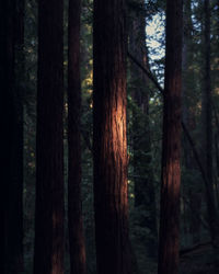 Close-up of tree trunks in forest