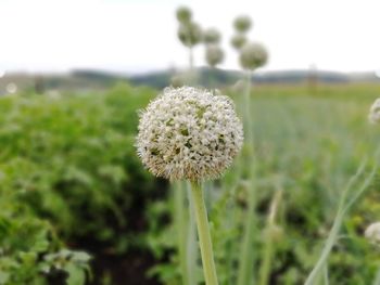 Close-up of dandelion flower on field