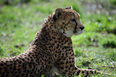 Close-up of a cat looking away