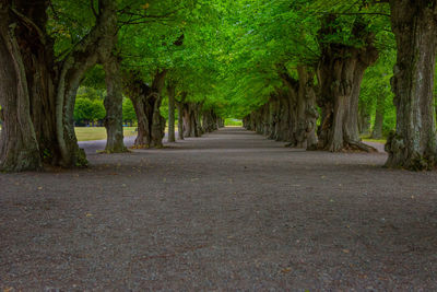 View of trees on landscape