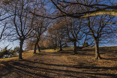 Bare trees on field against sky