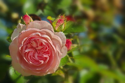 Close-up of red rose