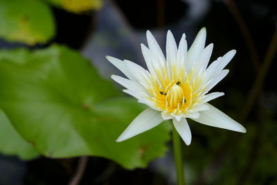 Close-up of white flower