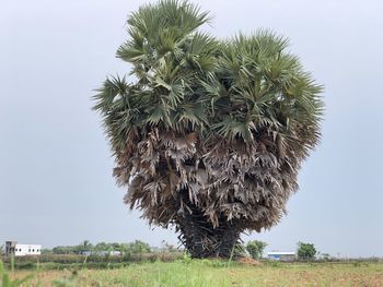 Coconut palm trees on field against clear sky
