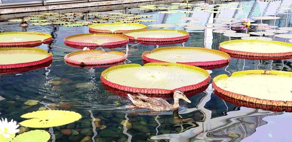 High angle view of various floating in lake