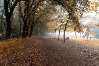 Trees in park during autumn