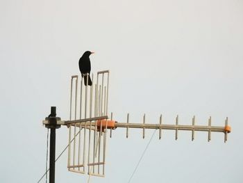 Bird perching on pole against sky