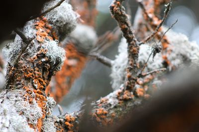 Close-up of snow on branch