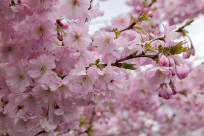 Close-up of cherry blossoms on tree