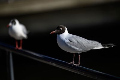 Close-up of seagull perching on railing