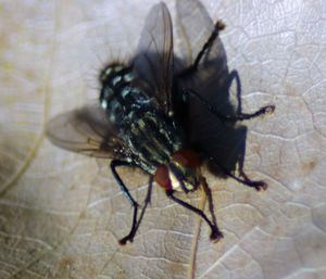 Close-up of fly on leaf