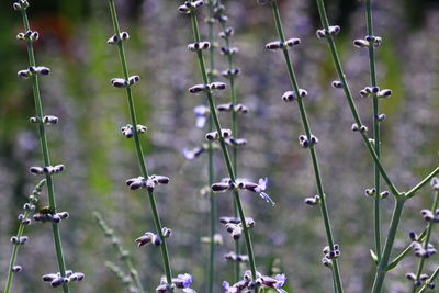 Close-up of flowering plants on field