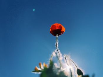 Close-up of red poppy flowers against blue sky