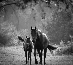 Horses walking on land