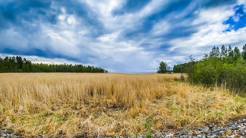 Scenic view of field against sky