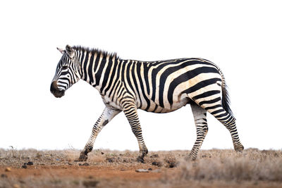 Plains zebra