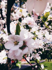 Close-up of white flowers blooming in park