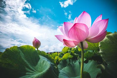 Close-up of pink lotus water lily against sky