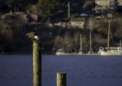 Seagull perching on wooden post by sea