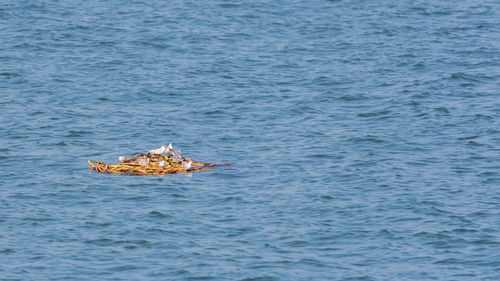 View of crab swimming in sea