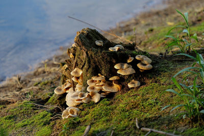 Close-up of mushrooms growing on field