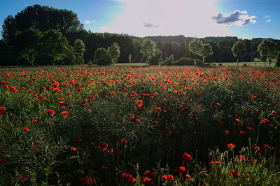 Red poppy flowers growing in field