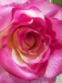 Close-up of pink rose