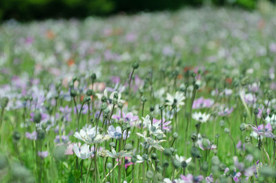 Close-up of purple flowering plants on field