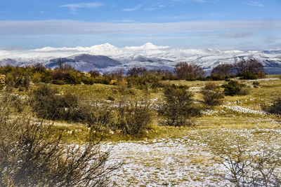 Snow covered field