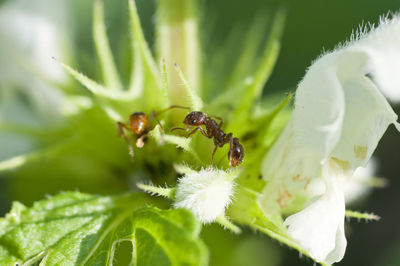 Close-up of bee pollinating flower