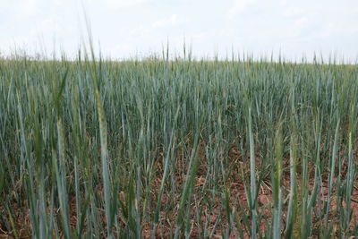 Close-up of wheat field against sky