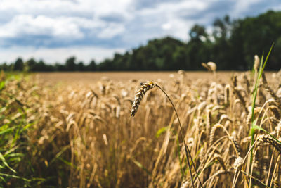 Close-up of stalks in field against sky