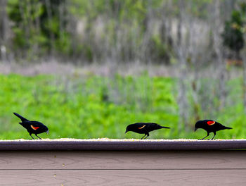 Two birds perching on wood