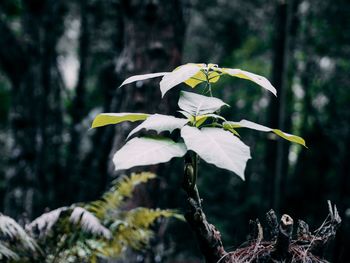 Close-up of white flowering plant on land