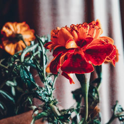 Close-up of red flowers