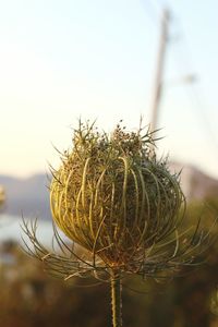 Close-up of wilted plant against clear sky